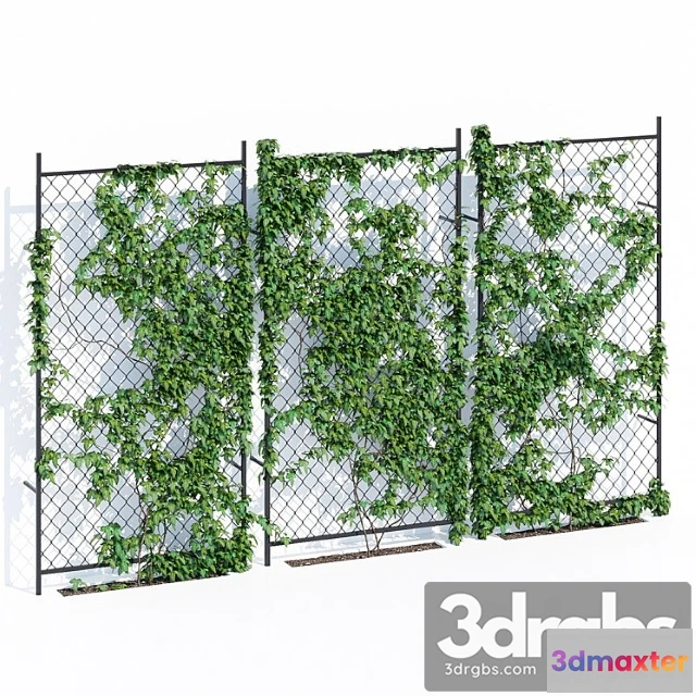 1060558 - Ivy wall two