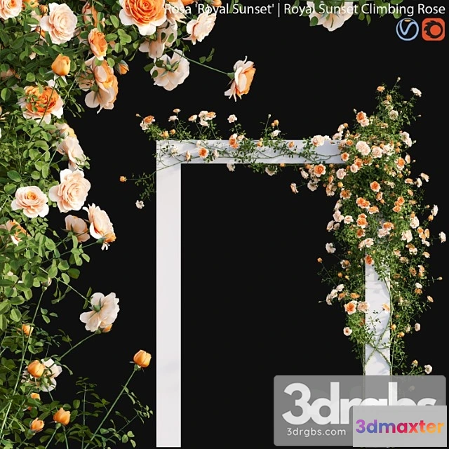 1060604 - Royal sunset climbing rose 01 - No.2