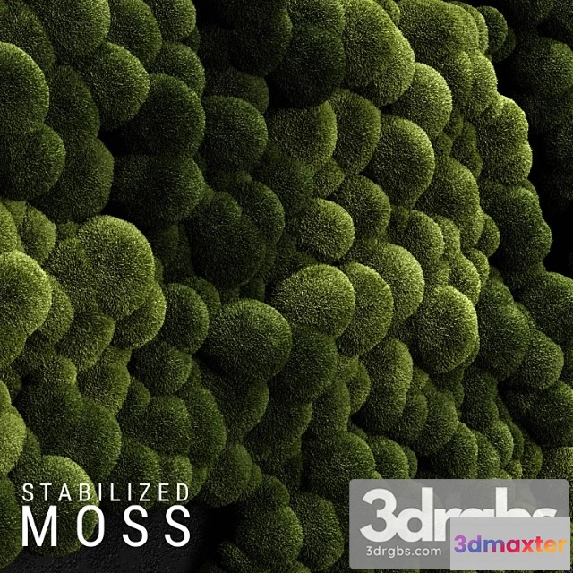 1060610 - Stabilized moss 3