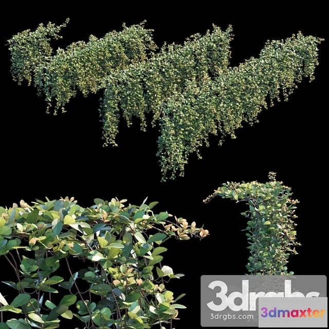 1060618 - Trailing ivy 2