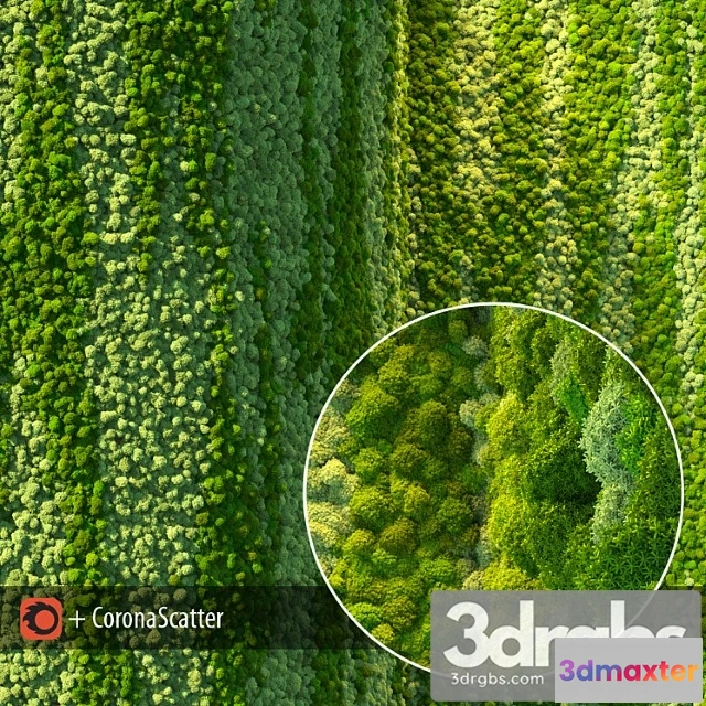 1060756 - Wall from moss