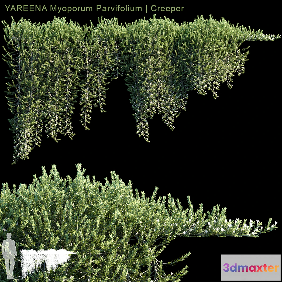 1300760 - YAREENA Myoporum Parvifolium creeper  5 module 3D Max