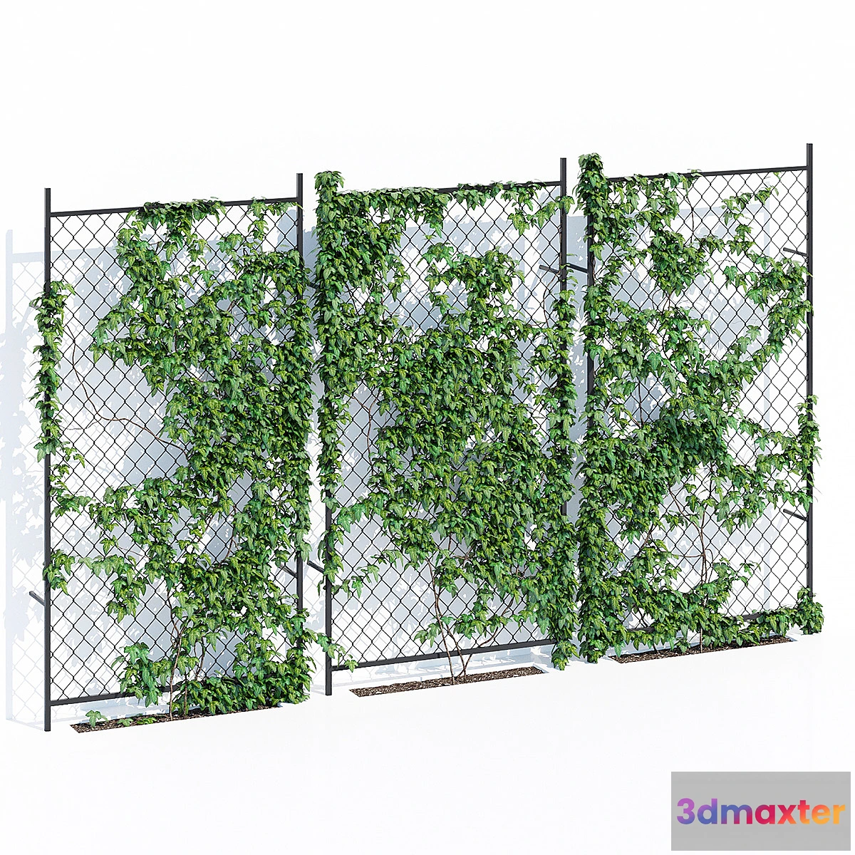 1305905 - Ivy wall two 3D Max