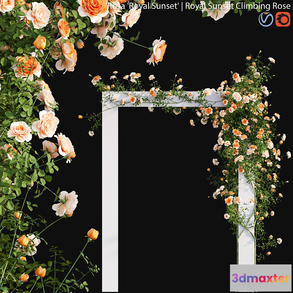 1339329 - Royal Sunset Climbing Rose 01 - No.2 3D Max