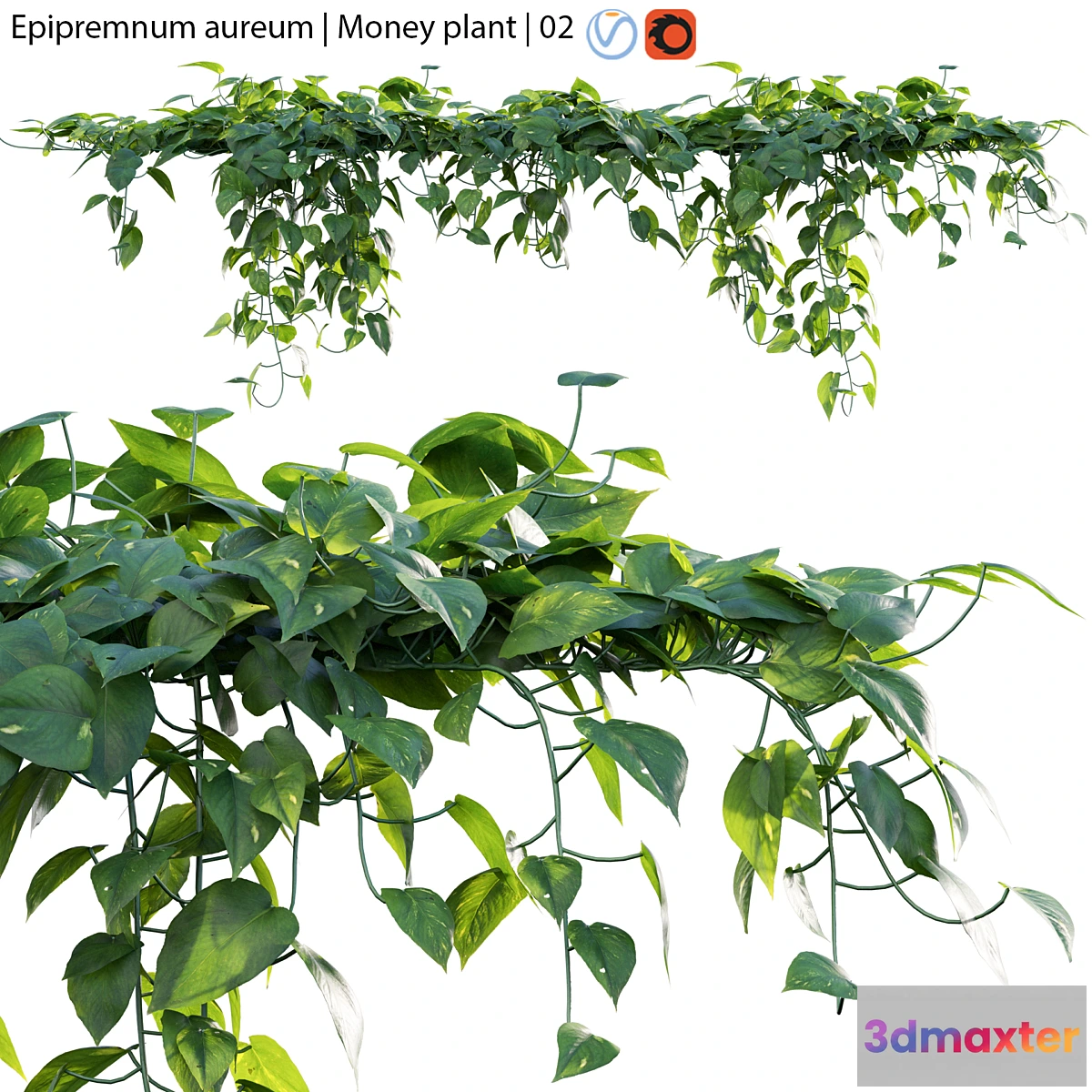 1346487 - Epipremnum aureum - Money plant - 02 3D Max