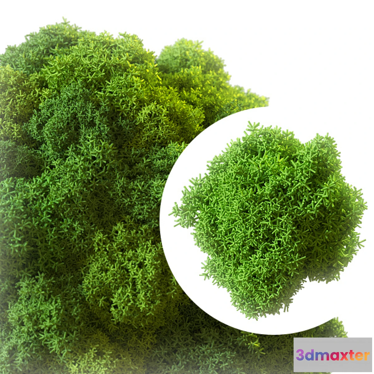 1400108 - Stabilized moss 3D Max