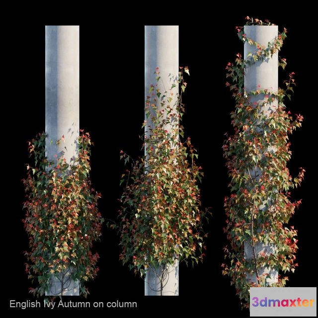 1551267 - English Ivy Autumn on column 3D Max