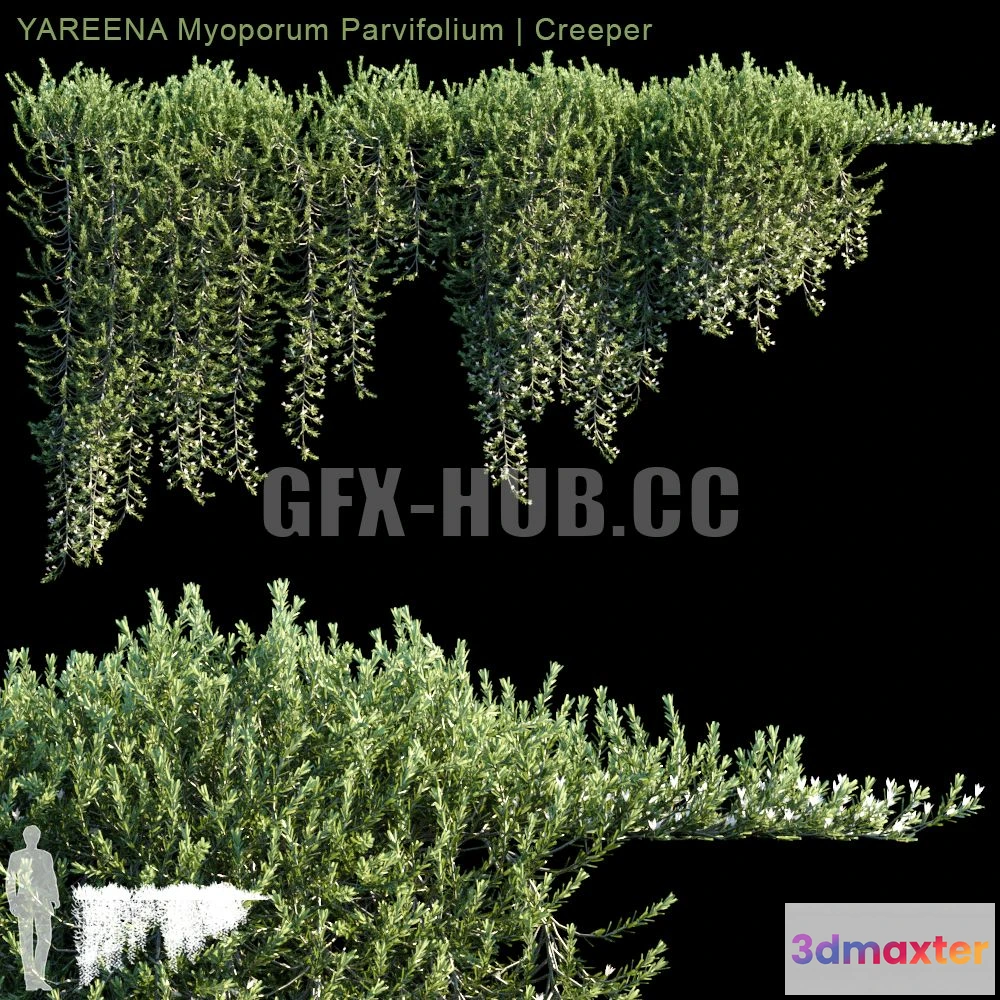 1561892 - YAREENA Myoporum Parvifolium creeper 3D Max