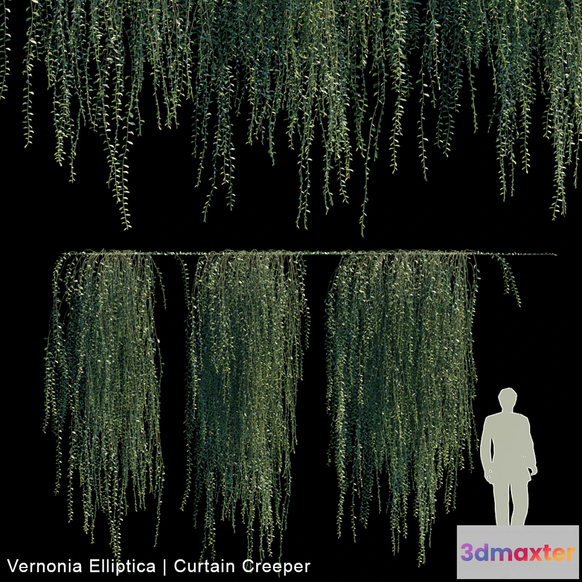 572224 - Vernonia Elliptica  Curtain Creeper V2