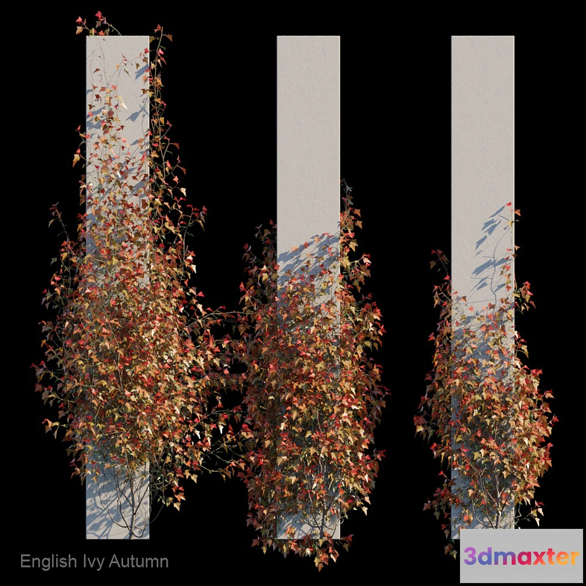 572230 - English Ivy Autumn