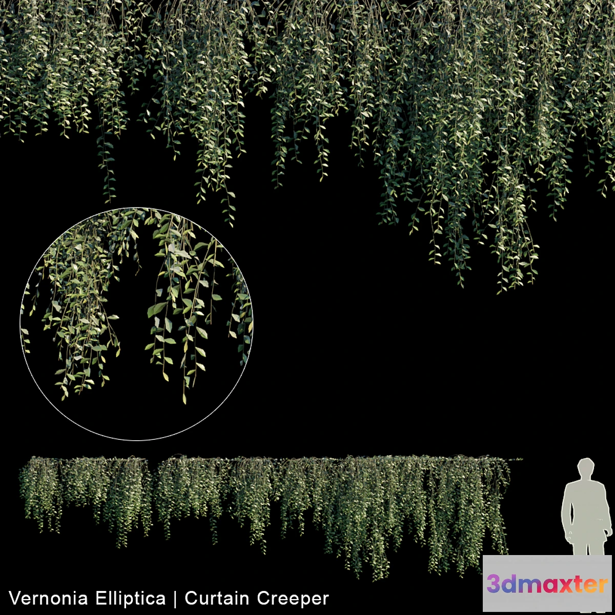 572244 - Vernonia Elliptica  Curtain creeper  10 module