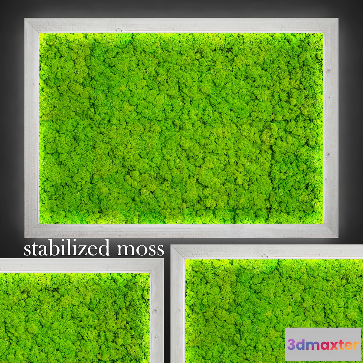636447 - Stabilized moss.