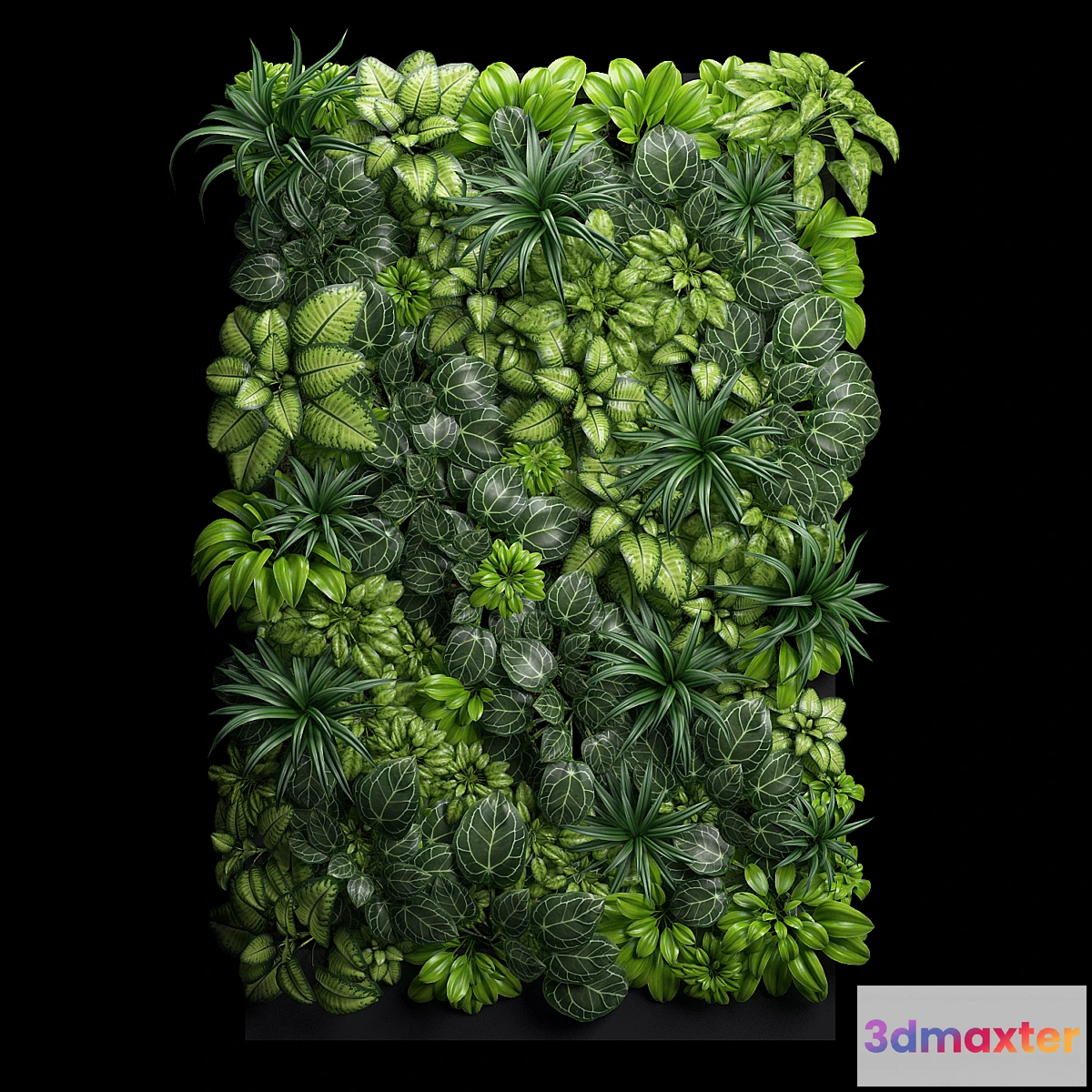 642917 - Fitostena - No.6