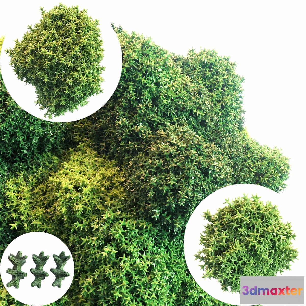 654635 - Moss - No.2