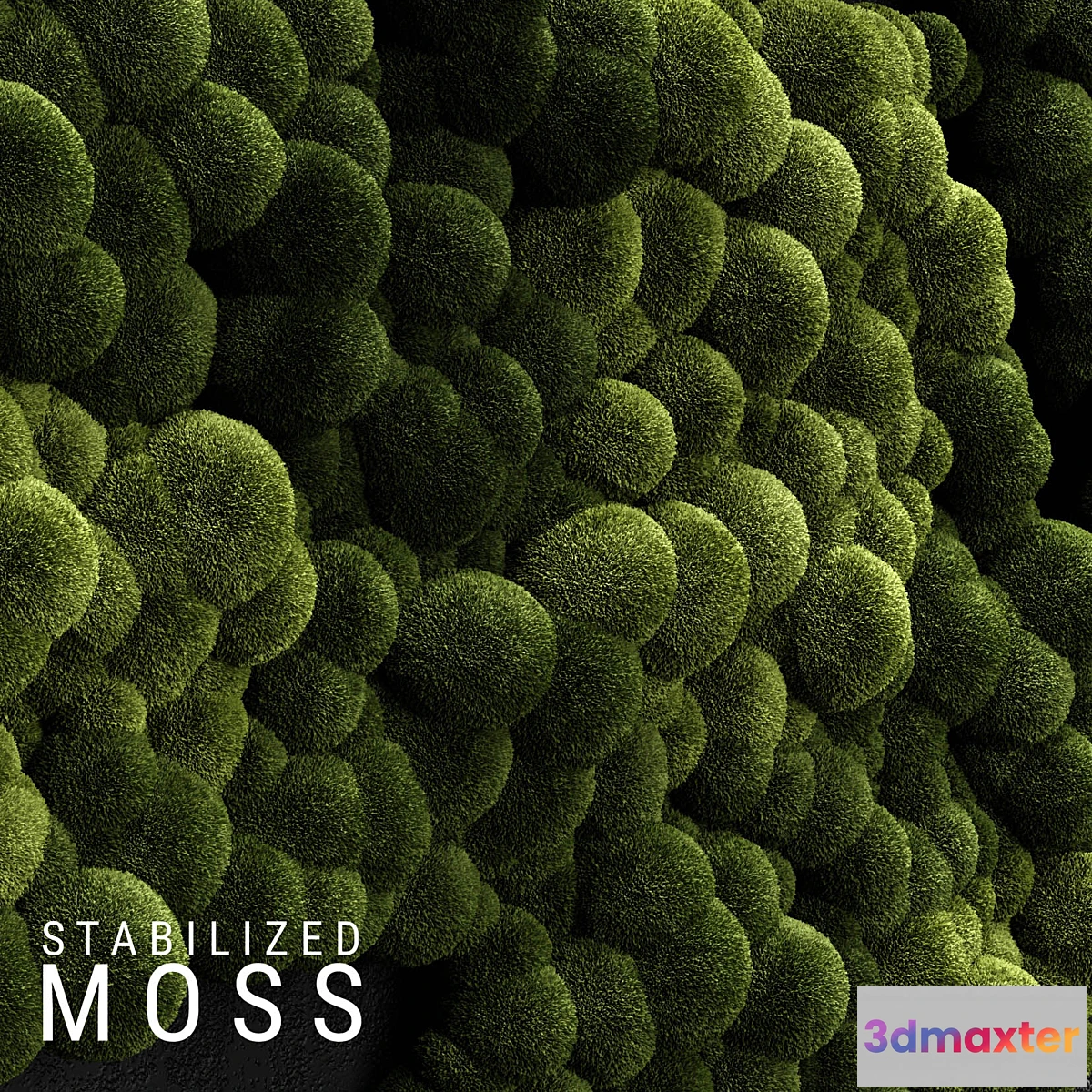 655083 - Stabilized Moss 3 - No.2