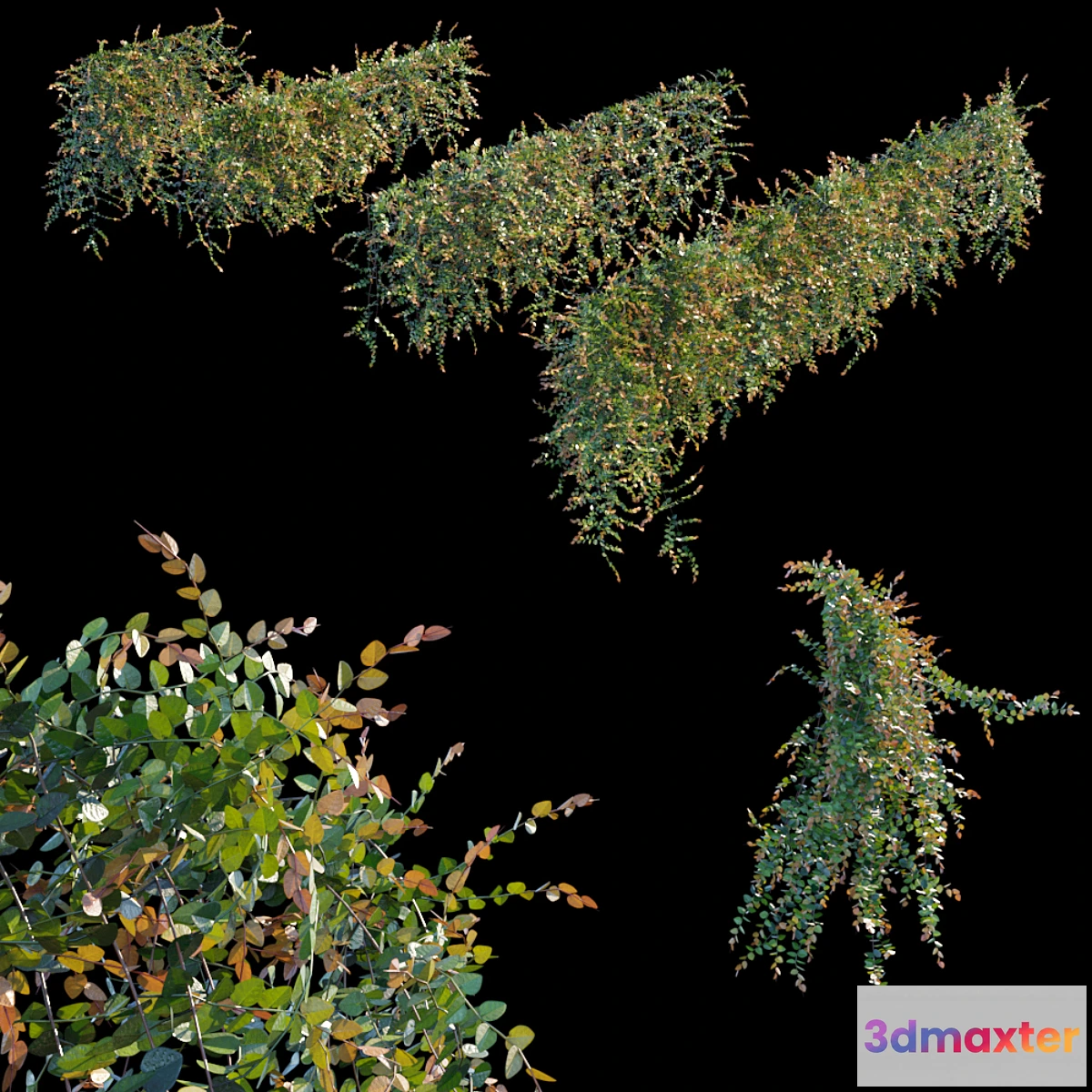 716690 - Trailing ivy 3 - No.2