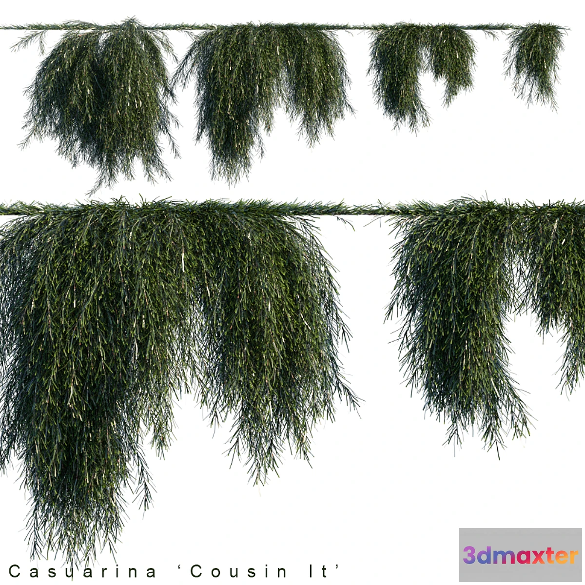 716710 - Casuarina cousin it creeper - No.2