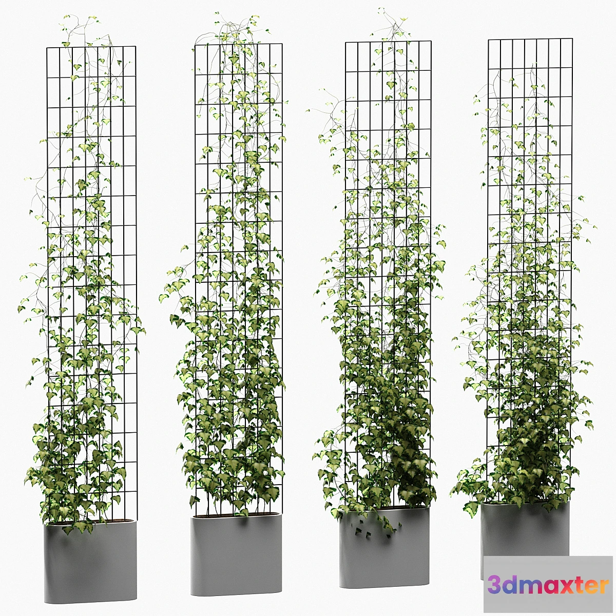 748721 - Ivy on the trellis. 4 models