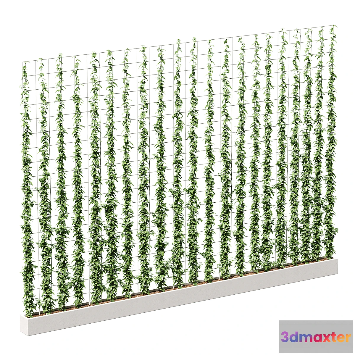 777385 - Ivy on the grid - No.3