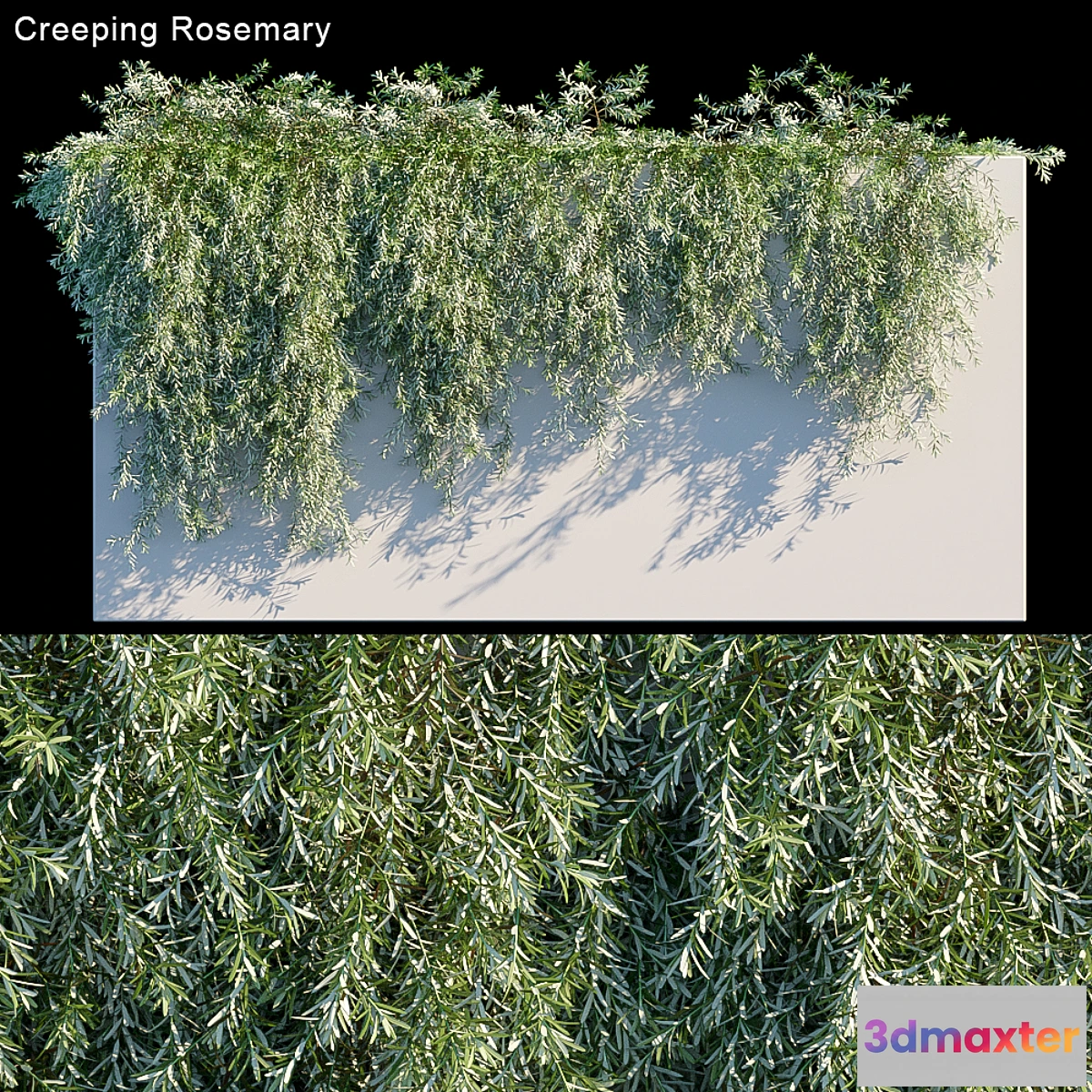 819712 - Creeping Rosemary - No.3
