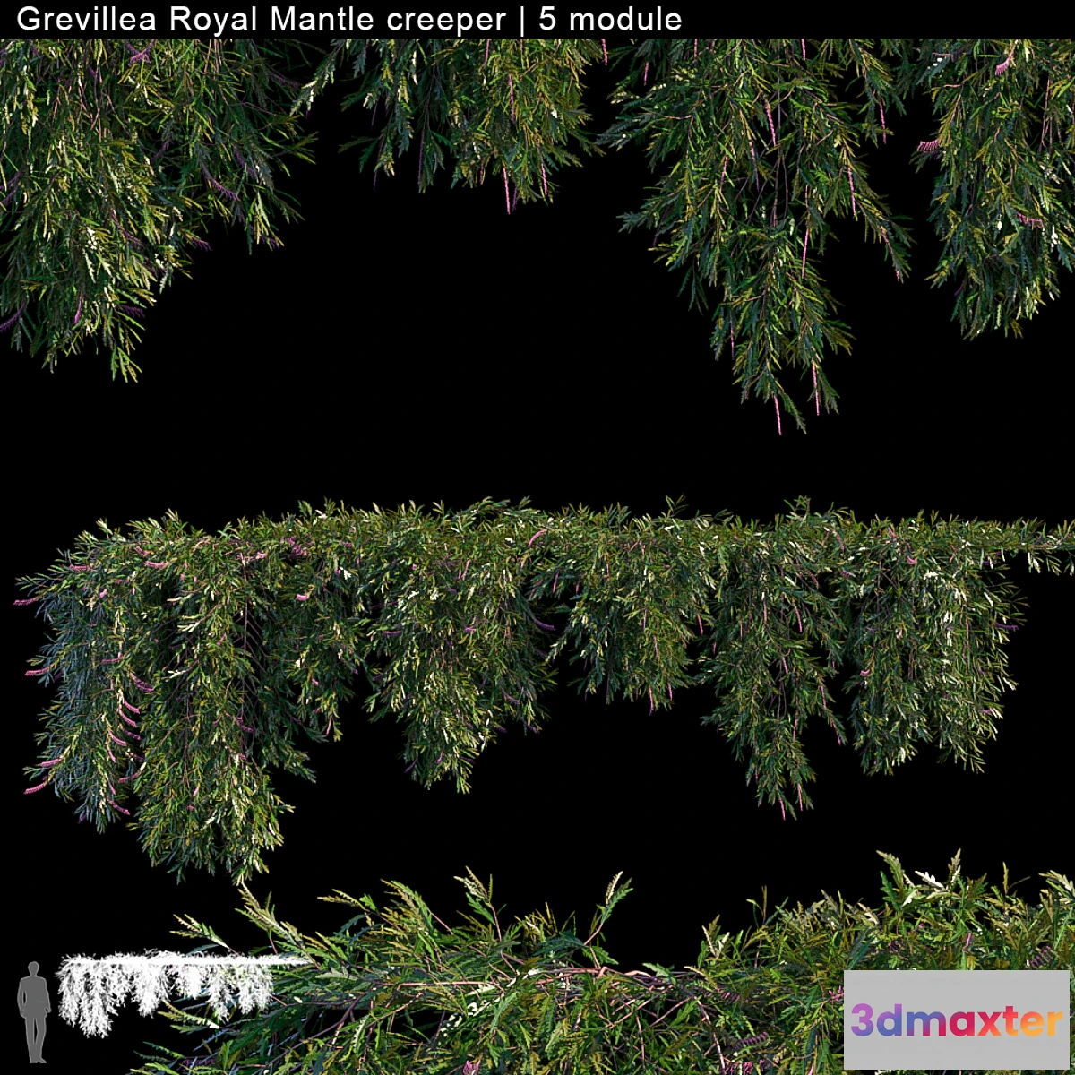 819716 - Grevillea Royal Mantle creeper  5 module - No.3