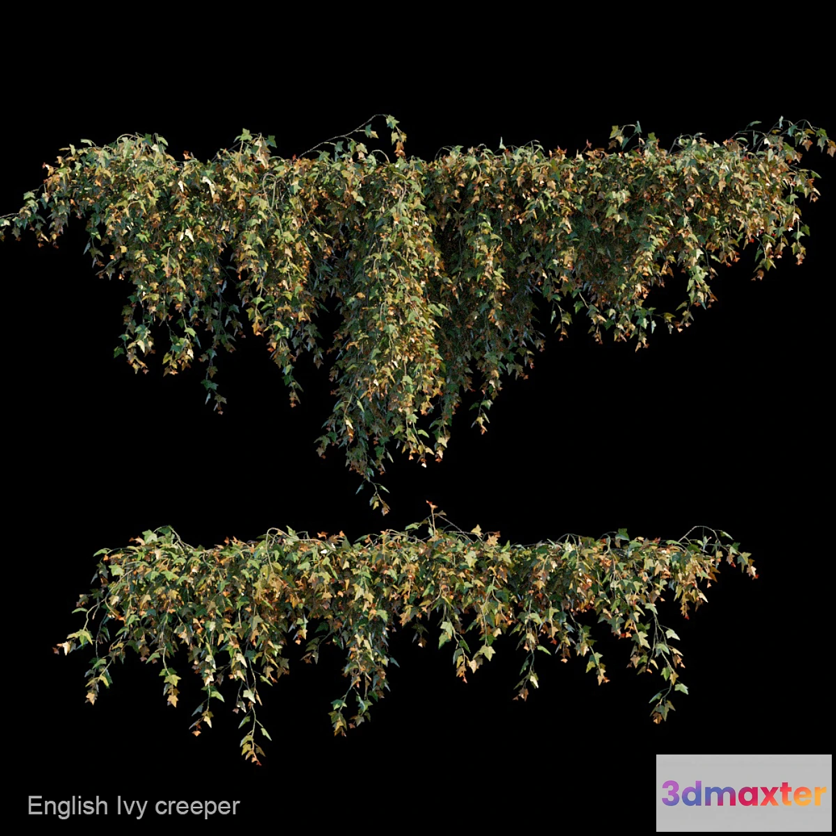 819754 - English Ivy creeper - No.3