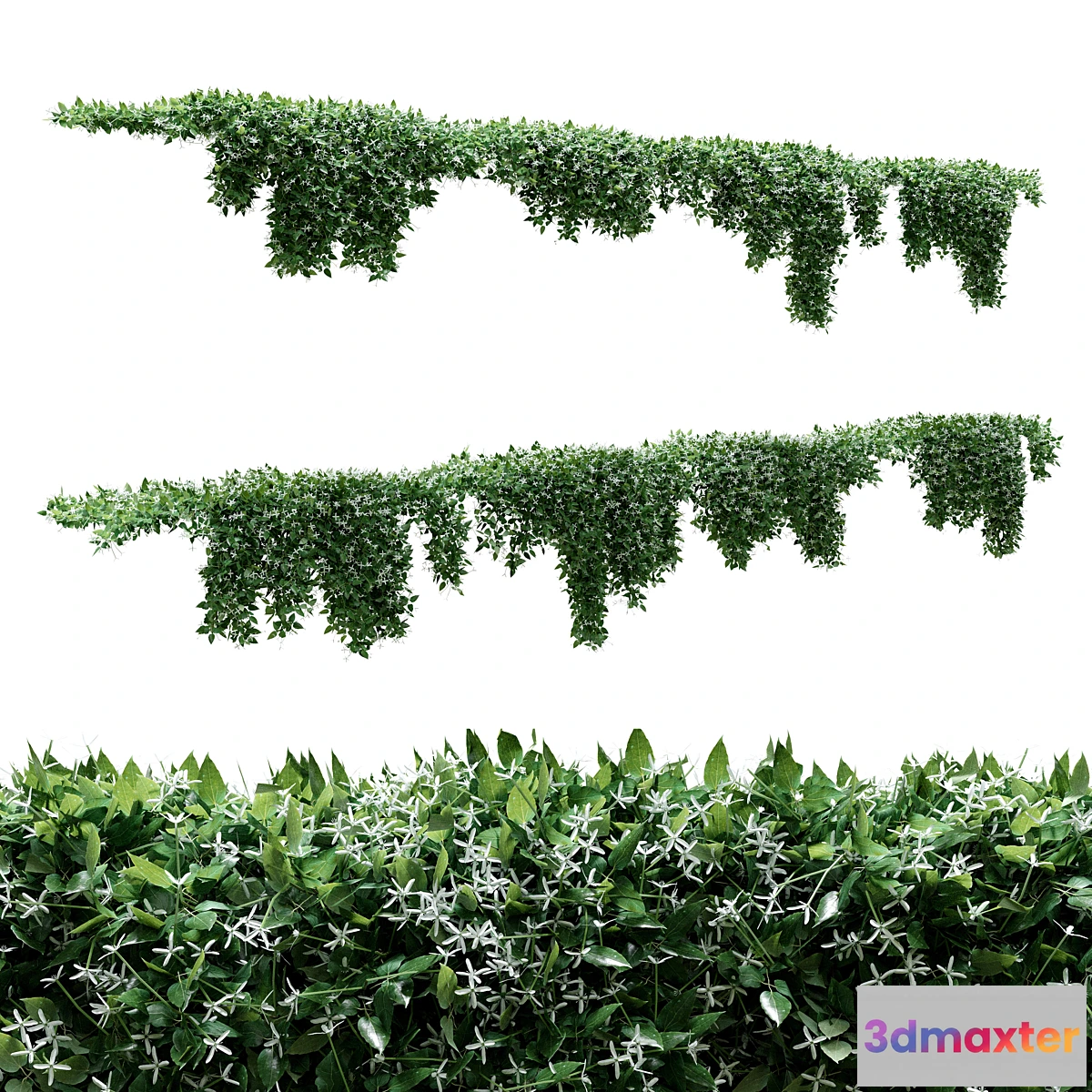 846279 - Creeper - Clematis Glycinoides - 8 Modular Pieces - No.3