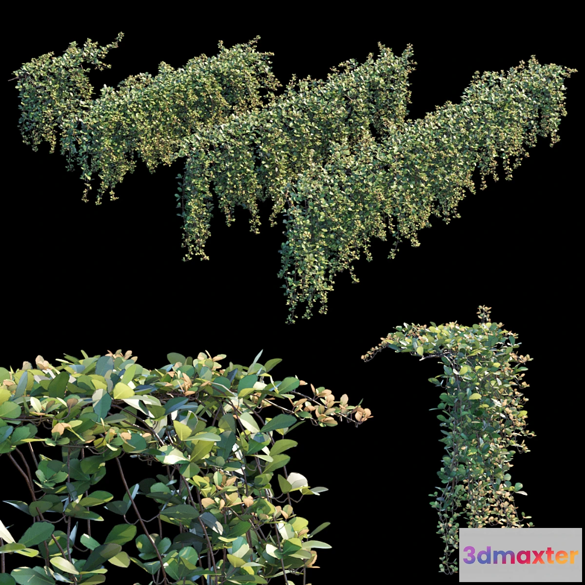 846293 - Trailing ivy 2 - No.4