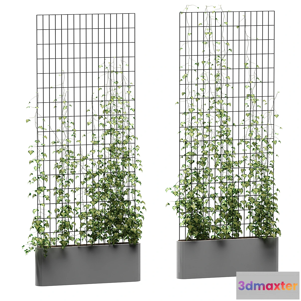 846361 - Ivy on the grid v3 - No.3