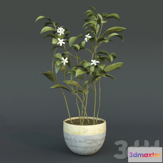 1072282 - Animated Azahar flower - 205839