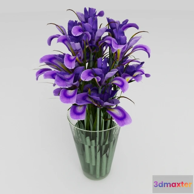 1083740 - IRIS FLOWER - 217297