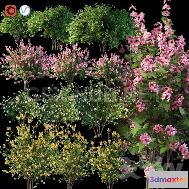 1091196 - Set flowering shrubs 4 - 224753