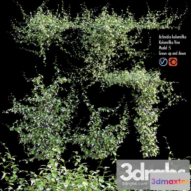 1010532 - Actinidia Kolomitka Kolomitka Vine 1