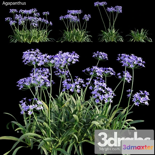 1010534 - Agapanthus 03