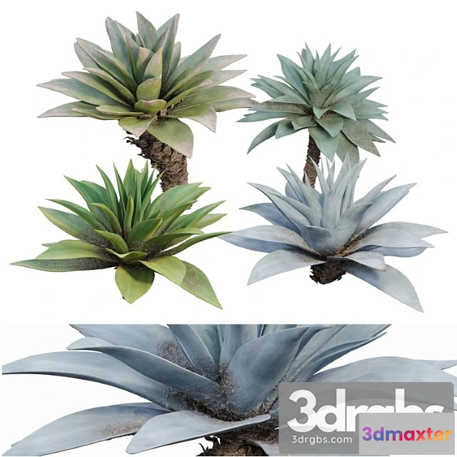 1010536 - Agave 03 1