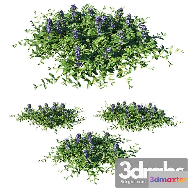 1010538 - Ajuga Reptans Grass