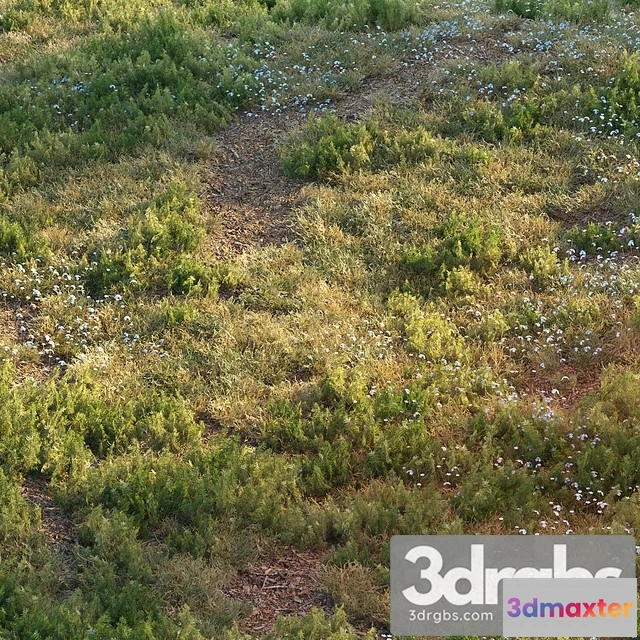 1010550 - Forest Grass