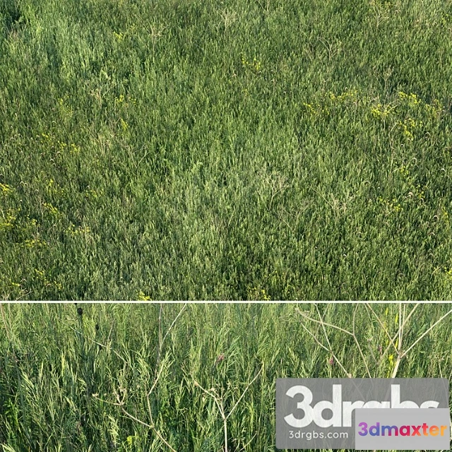 1010566 - Grass Field 01