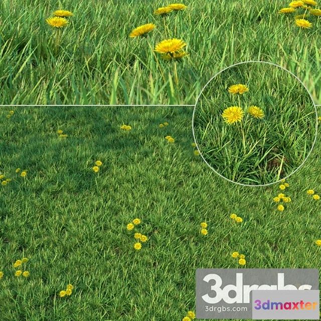 1010568 - Grass For Landscaping