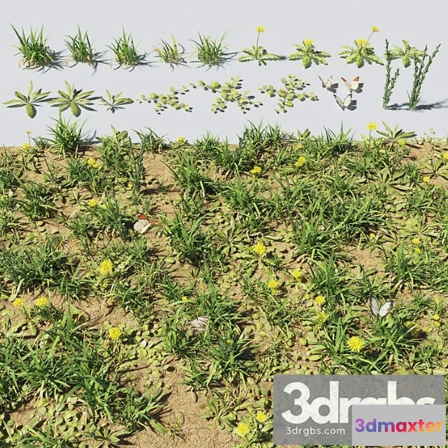 1010576 - Grass Plants 2