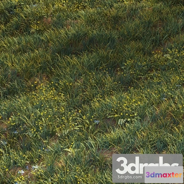 1010584 - June Grass