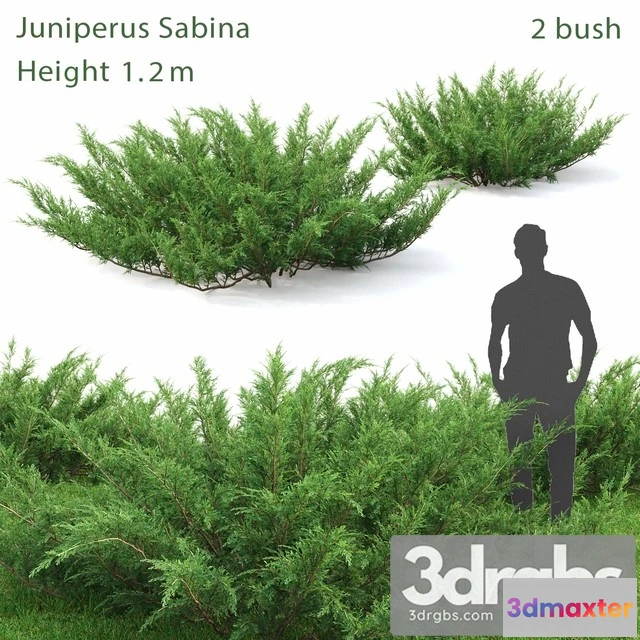 1010586 - Juniperus Cossack 1