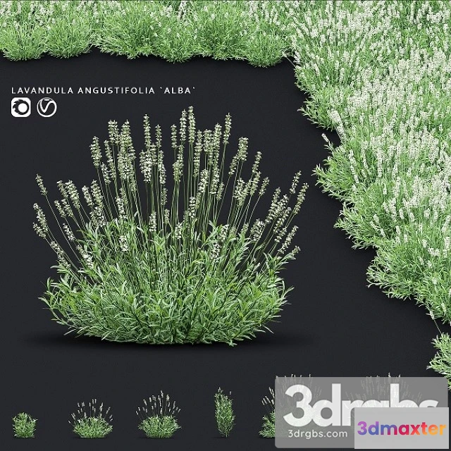 1010588 - Lavender Angustifolia Flowers