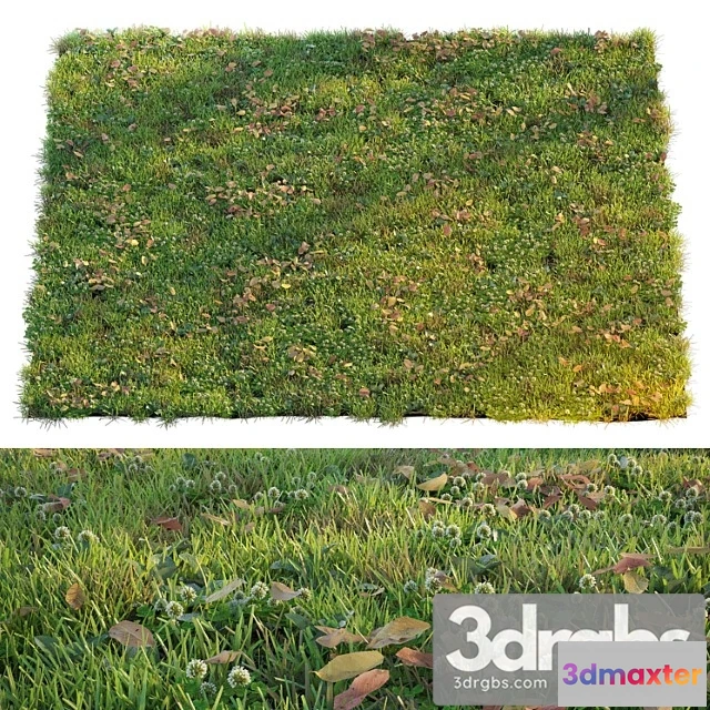 1010594 - Lawn With Clover and Dry Leaves