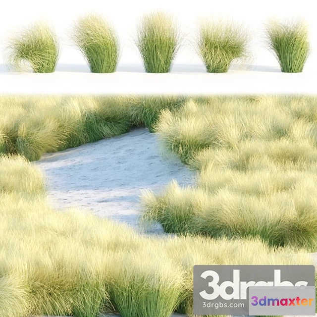 1010598 - Maram Grass Collection Vol 155