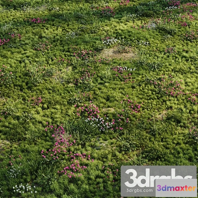 1010600 - Meadow Grass