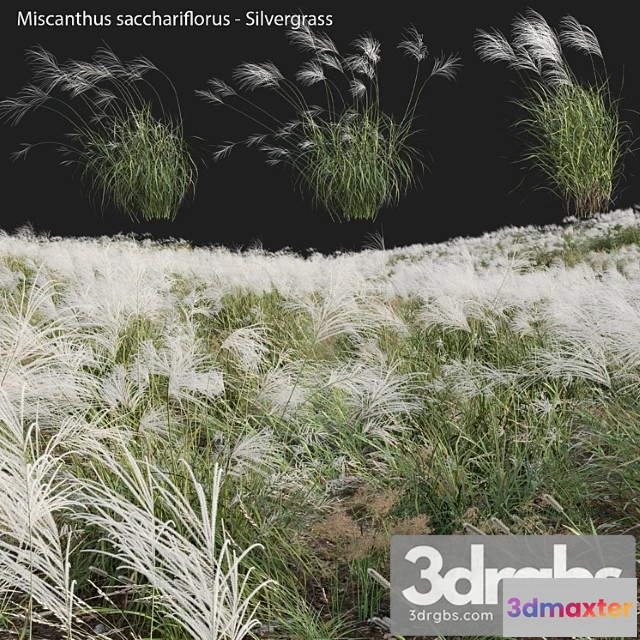 1010602 - Miscanthus Sacchariflorus Silvergrass 03