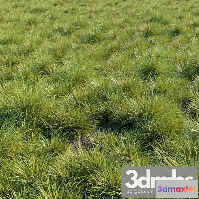 1010620 - Saw Sedges Grass