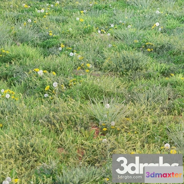 1010634 - Vesenne Letniaia Trava