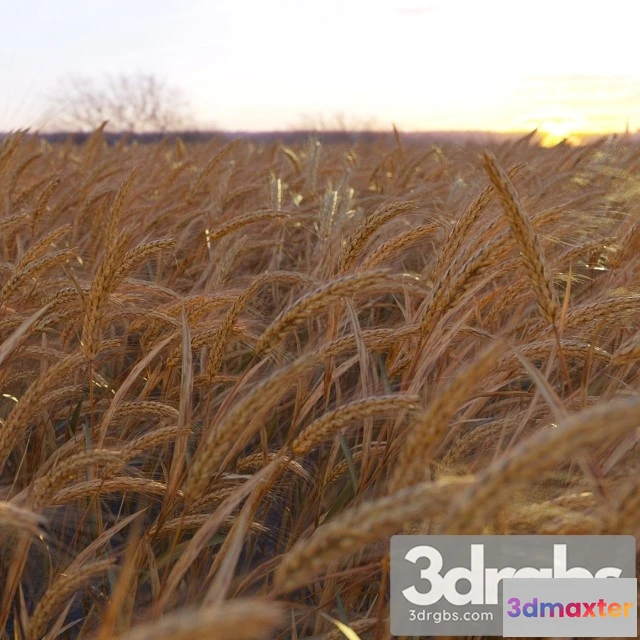 1010636 - Wheat Plant